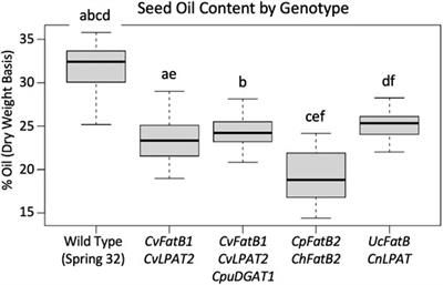 Generating Pennycress (Thlaspi arvense) Seed Triacylglycerols and Acetyl-Triacylglycerols Containing Medium-Chain Fatty Acids